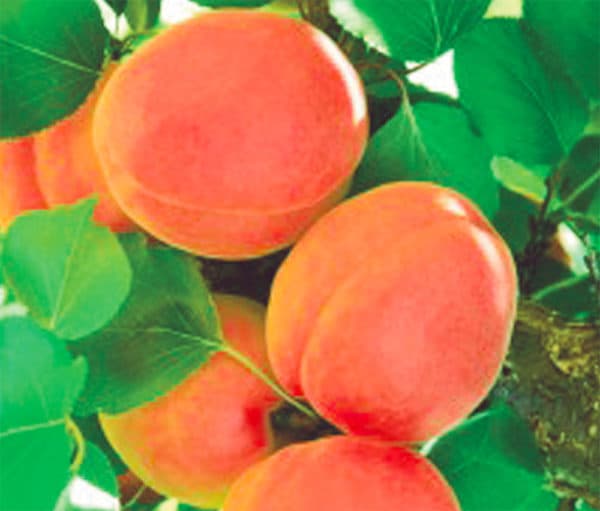 CARMINGO ® PRICIA COV