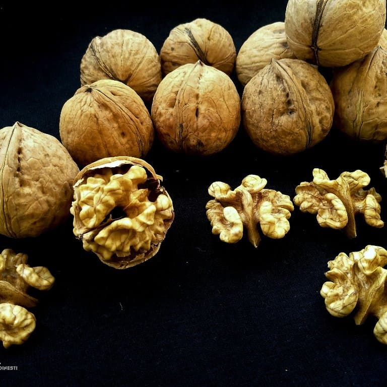 Ovata